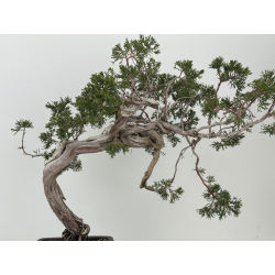 Juniperus sabina -sabina rastrera- A01685 vista 7
