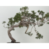 Juniperus sabina -sabina rastrera- A01685 vista 7