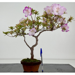Azalea I-8647