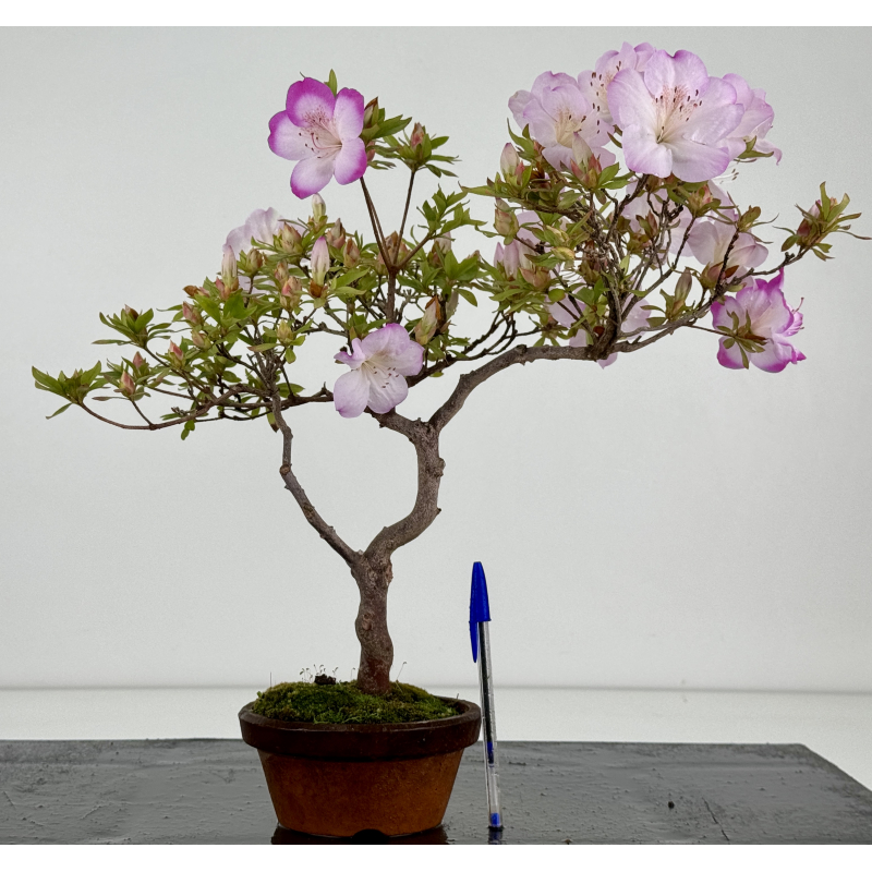 Azalea I-8647