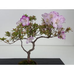 Azalea I-8647 view 2