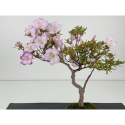 Azalea I-8647 view 3