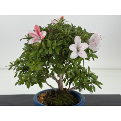 Azalea I-8648 view 2