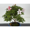 Azalea I-8648 view 2