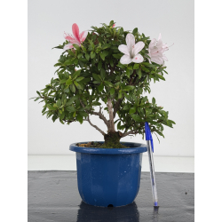 Azalea I-8648