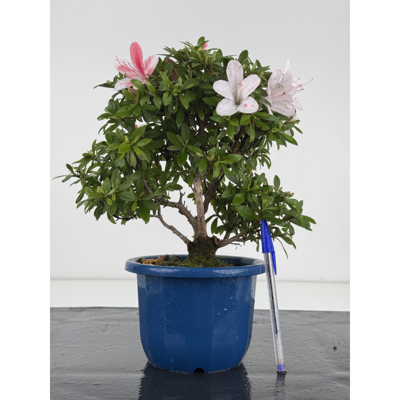 Azalea I-8648