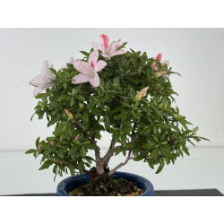 Azalea I-8648 view 3