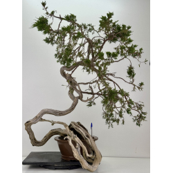 Juniperus sabina -sabina rastrera- A01403