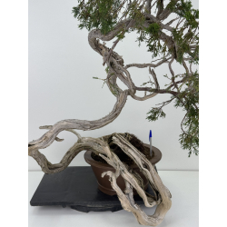 Juniperus sabina A01403 view 2