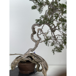 Juniperus sabina A01403 view 3