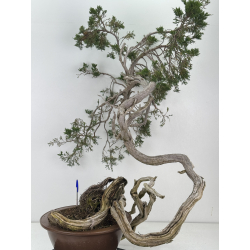Juniperus sabina A01403 view 4