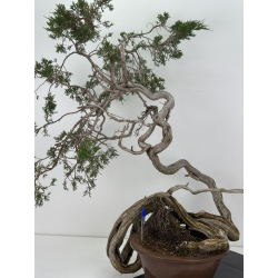 Juniperus sabina -sabina rastrera- A01403 vista 5