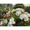 Azalea Kaho I-8415 vista 7