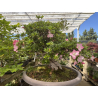 Azalea Jyuko I-8056 vista 7