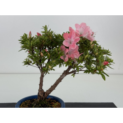 Azalea I-8649 view 2