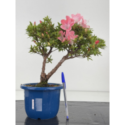 Azalea I-8649