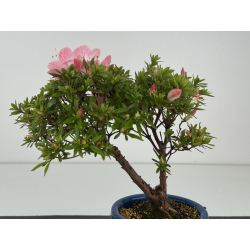 Azalea I-8649 view 3