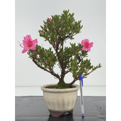 Azalea I-8650