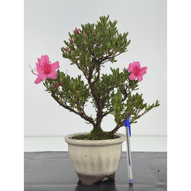 Azalea I-8650