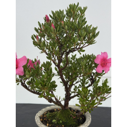 Azalea I-8650 view 2