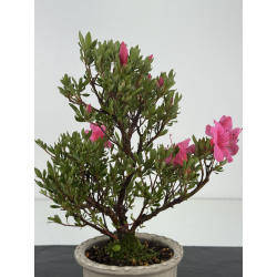 Azalea I-8650 view 3