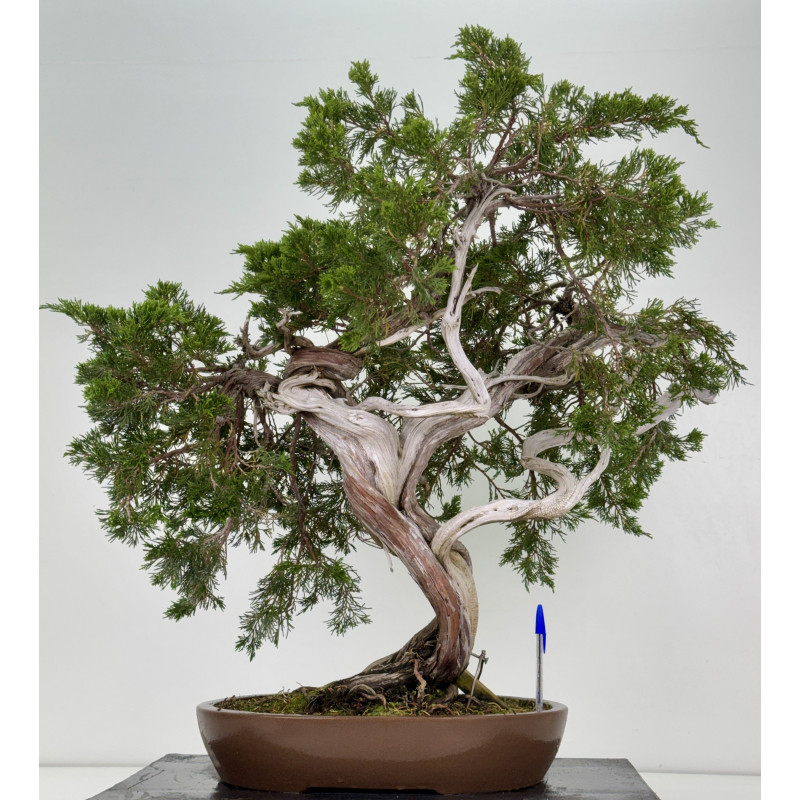 Juniperus sabina -sabina rastrera- A00660