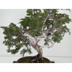 Juniperus sabina -sabina rastrera- A00660 vista 2