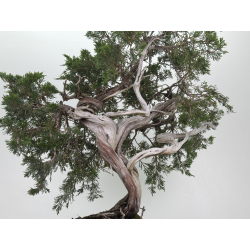 Juniperus sabina -sabina rastrera- A00660 vista 3