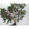 Juniperus sabina -sabina rastrera- A00660 vista 3