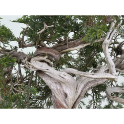 Juniperus sabina A00660 view 4