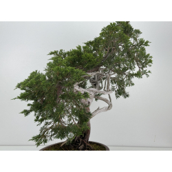 Juniperus sabina A00660 view 5