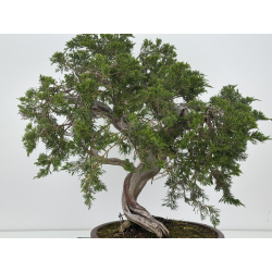 Juniperus sabina -sabina rastrera- A00660 vista 6