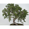 Juniperus sabina -sabina rastrera- A00660 vista 6