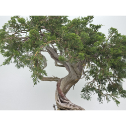 Juniperus sabina -sabina rastrera- A00660 vista 7