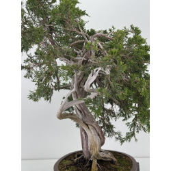 Juniperus sabina -sabina rastrera- A00660 vista 8