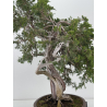 Juniperus sabina -sabina rastrera- A00660 vista 8