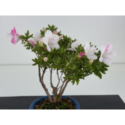 Azalea I-8651 view 2