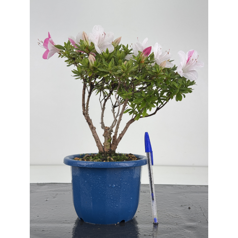 Azalea I-8651