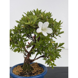 Azalea I-8652 view 2