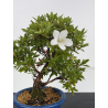 Azalea I-8652 view 2