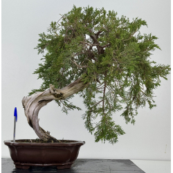 Juniperus sabina -sabina rastrera- A01347
