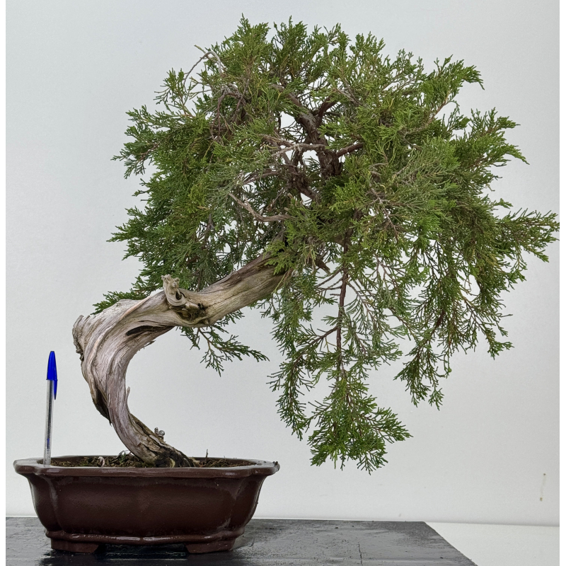 Juniperus sabina -sabina rastrera- A01347