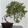 Juniperus sabina A01347