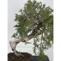 Juniperus sabina -sabina rastrera- A01347 vista 2