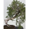 Juniperus sabina A01347 view 2