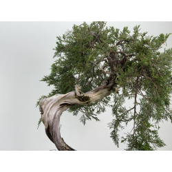 Juniperus sabina -sabina rastrera- A01347 vista 3