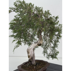 Juniperus sabina -sabina rastrera- A01347 vista 4