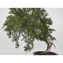 Juniperus sabina A01347 view 5