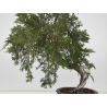Juniperus sabina -sabina rastrera- A01347 vista 5