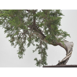 Juniperus sabina -sabina rastrera- A01347 vista 6